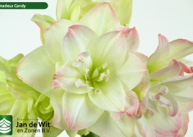 hippeastrum Amadeus Candy (1)